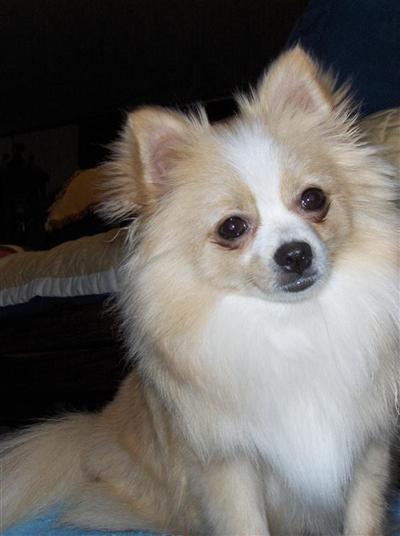 Dogs - Pomeranian